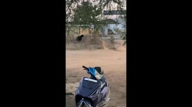 Scared Women seen running away from a chasing aggressive bear in Kanker