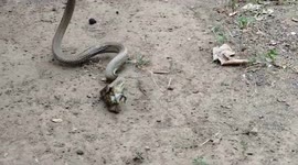 Incredible moment LIVE toad pops out of deadly cobra’s belly and hops away