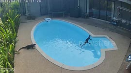 Pair of monitor lizard play in swimming pool while owner's away