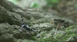 Vienna Zoo records 450 beetle species in its diverse habitat