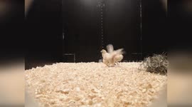 Male chicks take the lead over females during play, researchers claim
