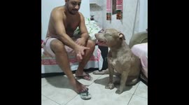 Yori's playful intervention: a dog's protective gesture