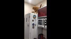 Feline fiasco: cat's frantic fall from fridge caught on camera