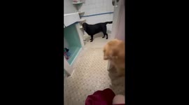 Golden retriever's rescue: sibling intervention in Antipolo City