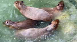 Capybaras cool off in pool during 40C weather in Thailand