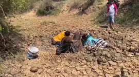 Cow stuck in dried-up pond near rice field rescued