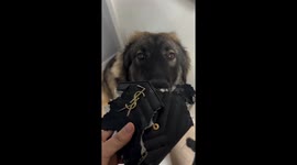 Dog vs. wallet: torn and reproached