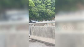 Bizarre moment owner performs CPR on pig in the middle of busy road