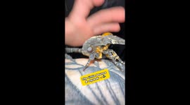 Squeaking moth slaps my son for touching him!