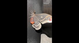 Skin-crawling rescue! Insect expert helps stunning moth escape by peeling off its cocoon