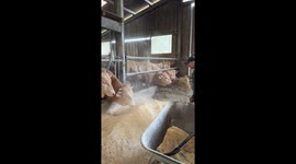 Cow Plays with Handler