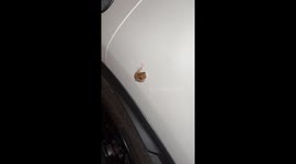 Frog clings onto car... then jumps at owner