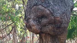 Tree with a human face baffles residents in Thailand