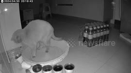 Naughty kitten seems to enjoy pushing over its drinking water