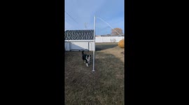 Dog Plays Tetherball