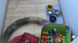 Yorkie Plays With Ferret Friends