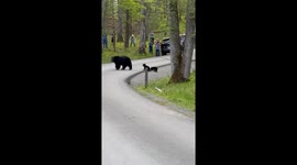 Four Black Bear Cubs Follow Mom In Cade’s Cove