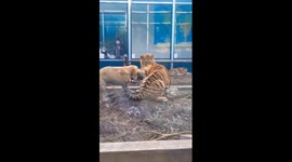 Dog mediates zoo scuffle: Separates tiger and lion in Jiangsu Province