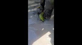 Moray Eel Swimming in Shallow Water