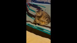 Chonky Cat Chews on Air