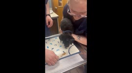 Labrador Zeus takes his first vet trip in stride with peanut butter distraction