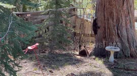 Tahoe Bears Cubs Play in Backyard