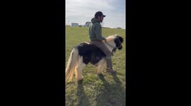 Cowboy and Pony Herd Cattle