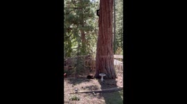 Black Bear Cubs Play in Yard