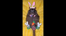 Rat Dressed Up For Easter