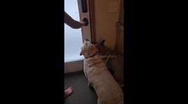 Dogs Jump Into 5 Feet of Snow