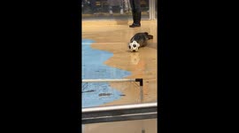 A Gifted Seal Striker