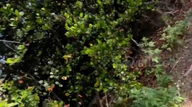 Husband and wife on morning jog in Florida spot nesting turtle on the trail, stop in amazement!