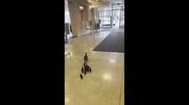 Mother Duck Leads Her Ducklings Through School
