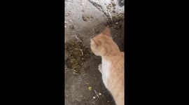 Mouse Clings to Cat's Back