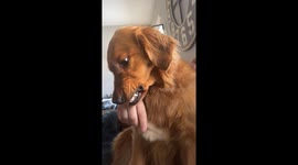 Unhappy Golden Retriever Being Brushed