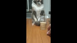 Cat Doesn't Want Your Cookies