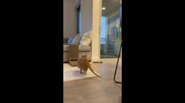 Wet Cat Chases Tail