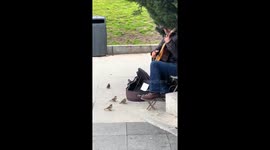 Birds serenaded by guitar player