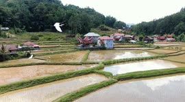 Video Of The Beauty And Coolness Of Nature In North Toraja, South Sulawesi In The Morning.