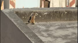 Is This Squirrel Nuts or Genius? Watch!