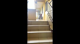 Three curious cats watch carefully from top of stairs