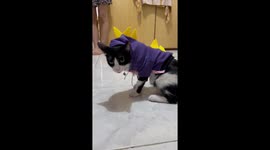 Pet cat wears cuddly dinosaur costumes