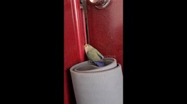 Pet parrot rubs beak against door he tries to open