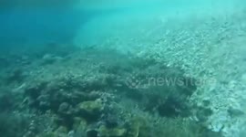 Biologists discover degraded corals amid 'China's artificial island building activities in disputed waters'