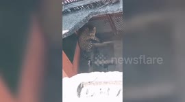 India: Leopard enters house, rescued