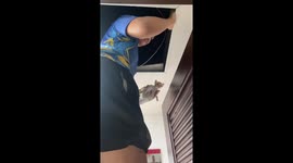 Frightened kittens rescued from ceiling
