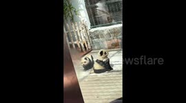 Chinese zoo resorts to dyeing dogs as pandas due to lack of real ones