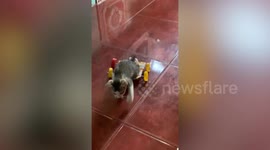 Paralysed kitten moves again thanks to owner's DIY wheelchair
