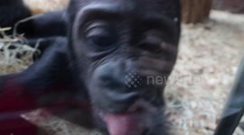 Baby gorilla teases zoo-goers by pulling funny faces at them