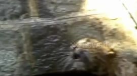 India: Leopard rescued by forest department officials after it falls into well